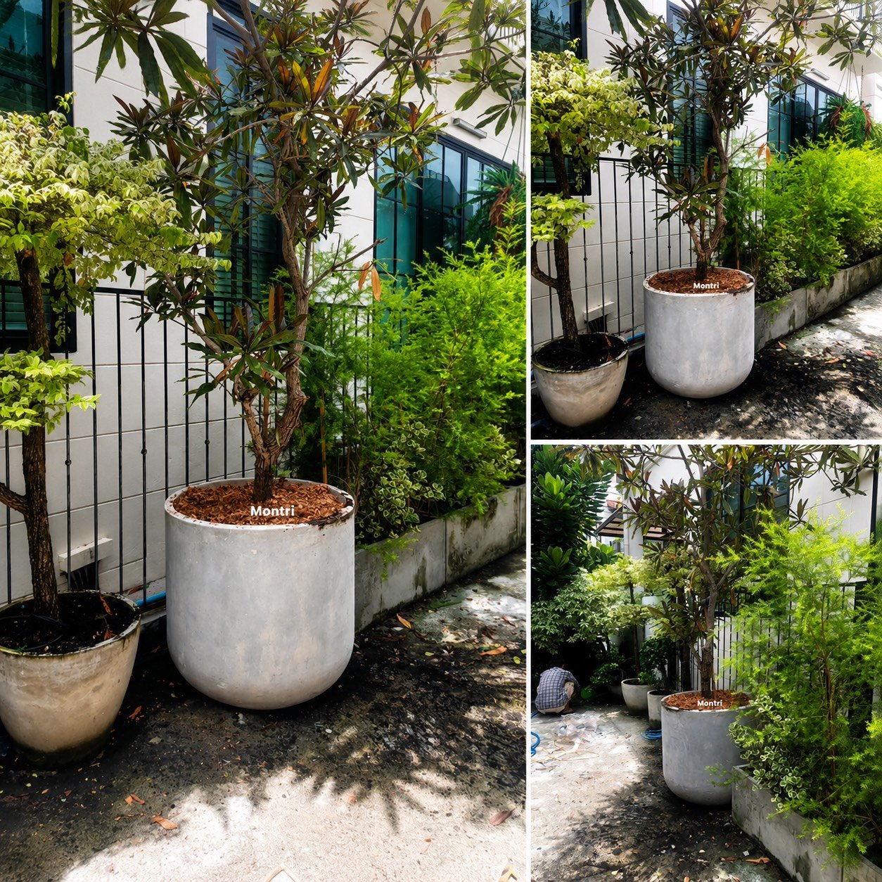 กระถางปูนเปลือยใบใหญ่ ขนาด 80 × 80 ซม. สำหรับปลูกต้นไม้ขนาดใหญ่และงานจัดสวนกลางแจ้ง